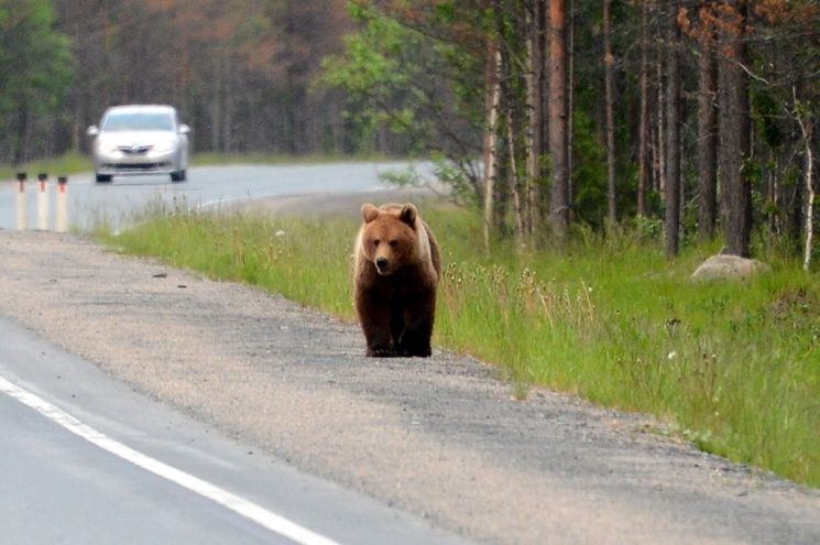 Большой и пушистый медведь вышел на трассу в Карелии