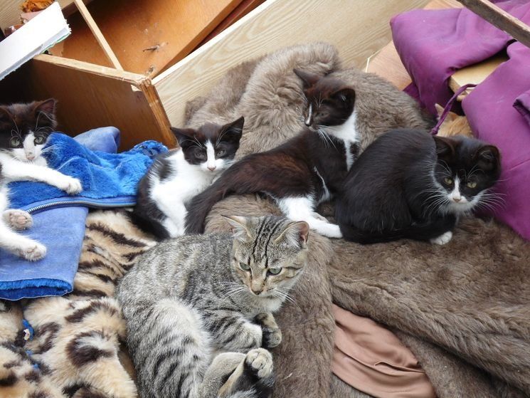 Полтора десятка домашних кошек в одночасье оказались на улице в карельском поселке