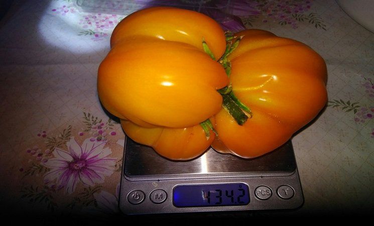Петрозаводчанка вырастила помидор-гигант на своем участке