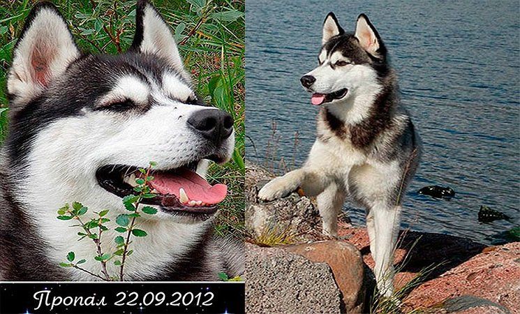 Потерявшийся в Карелии пес вернулся к хозяевам спустя пять лет
