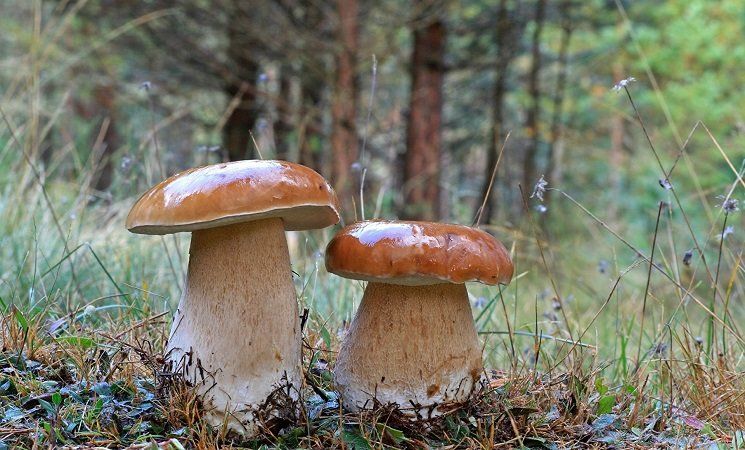 Когда пойдут грибы? Карельские ученые дали прогноз на осень
