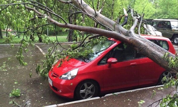 Петрозаводчанин намерен отсудить деньги за упавшее на авто дерево