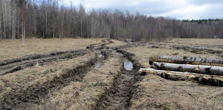 Тяжелая техника повредила плодородный слой почвы вдоль автомобильной дороги в Карелии