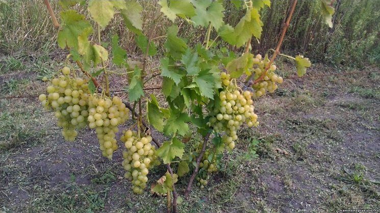 Жительница Олонца вырастила урожай винограда во дворе своего дома