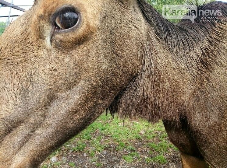 Лось запутался в проводах. Уникальное видео и комментарии энергетиков и охотоведов