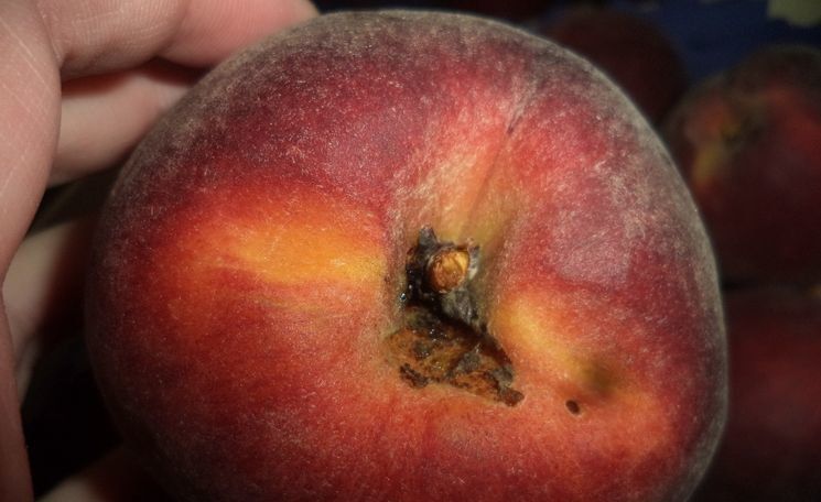 В Петрозаводске уничтожена партия персиков, пораженных восточной плодожоркой