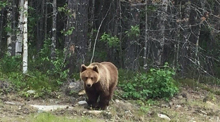 Медведь вышел на трассу «Кола» в Карелии