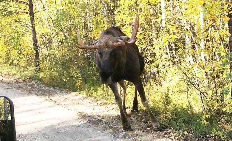 Жители Карелии сняли видео, как раненый лось напал на их автомобиль
