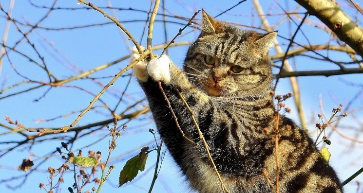 SOS! Кот пятеро суток сидит на высоком дереве во дворе жилого дома