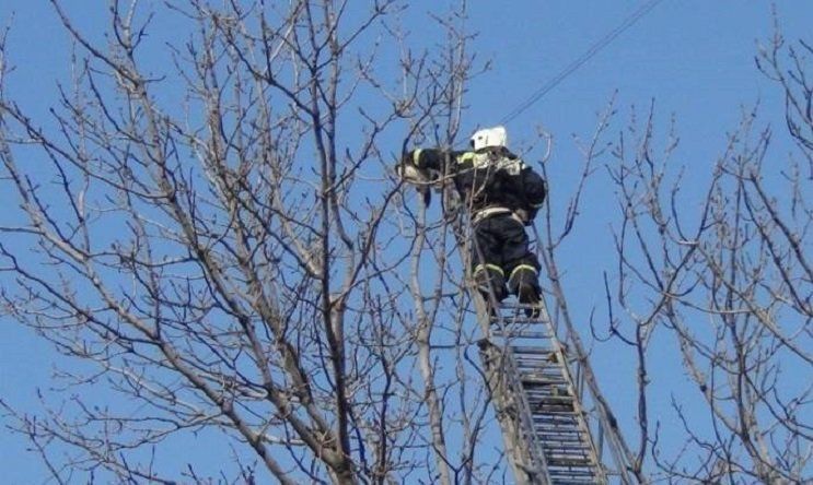 Кошку-верхолазку, просидевшую на дереве пятеро суток, спасли пожарные
