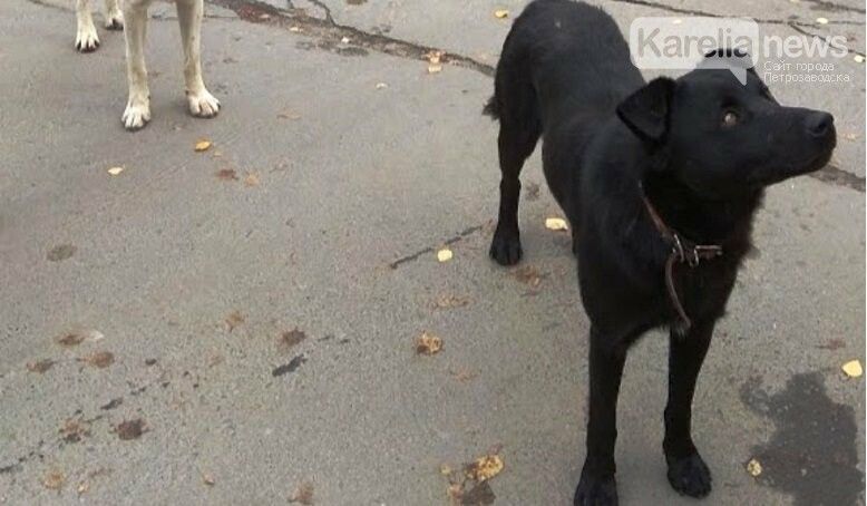 С 10 октября в Петрозаводске начнется отлов бездомных собак
