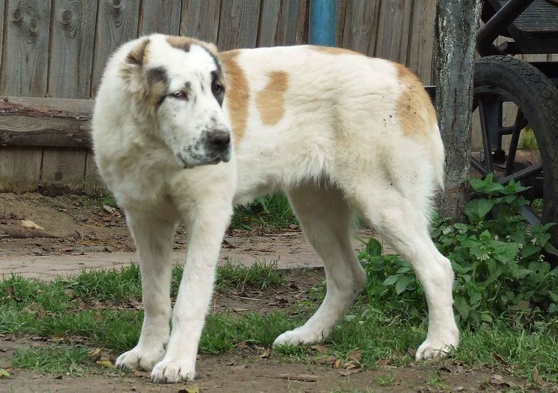 А был ли алабай? В Карелии на женщину напал какой-то зверь. Подробности