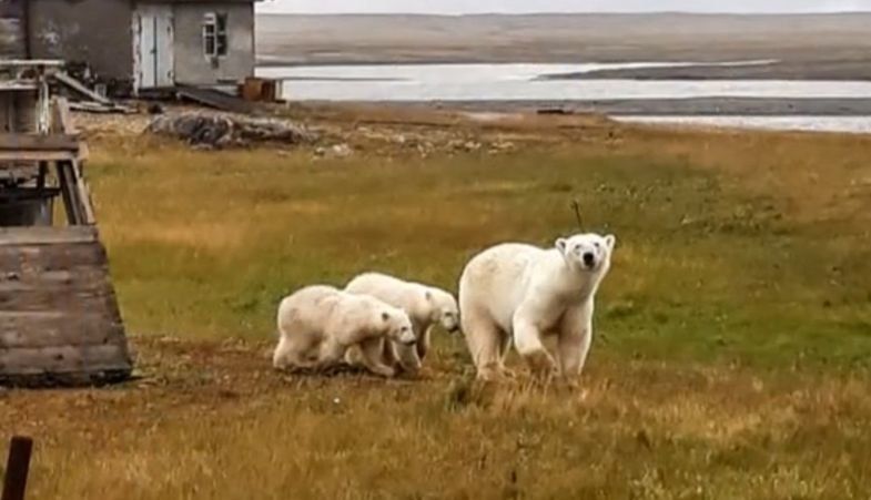 Мурманчане придумали, как бороться с медведями. Им они надоели еще больше, чем нам