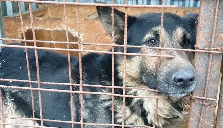 С середины октября в Петрозаводске отловлено более трех десятков безнадзорных животных