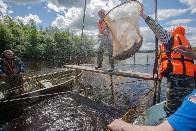 Лосось в Лососинке. Узнали, что там с планами по зарыблению