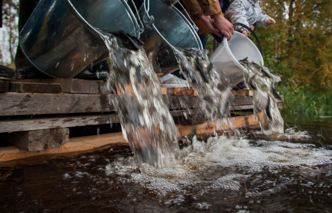Забудьте про лосося. Когда вернут лицензионный лов главной рыбы Онего