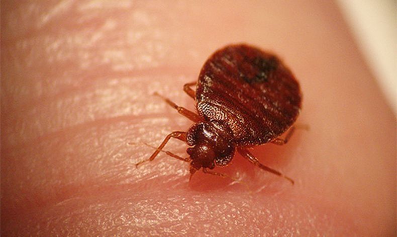 В соседнем с Карелией регионе пациенты бегут из больницы из-за клопов