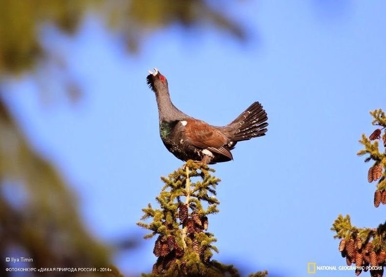 Крупное глухариное токовище под Петрозаводском вырублено «под ноль»