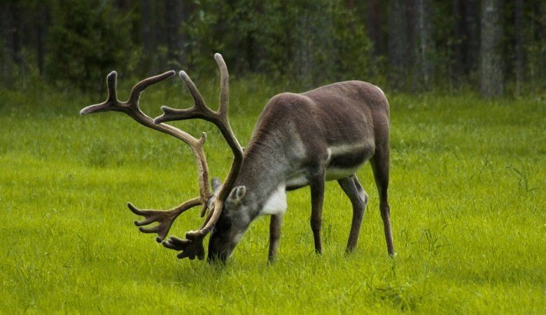 Финские ученые помогут Водлозерскому парку в сохранении северных оленей