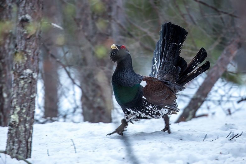 Глухарям вернули дом и кусочек прилегающего леса