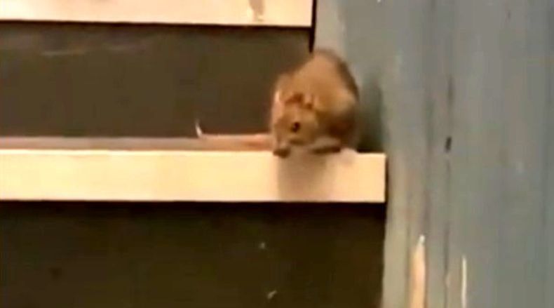 Выступление писательницы Дины Рубиной в Петрозаводске в зале слушала крыса