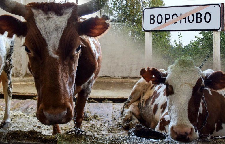 Два человека и весь скот погибли при странных обстоятельствах на ферме в Карелии