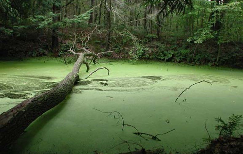 Где в Петрозаводске Таратайкинское болото? Секреты карельской столицы