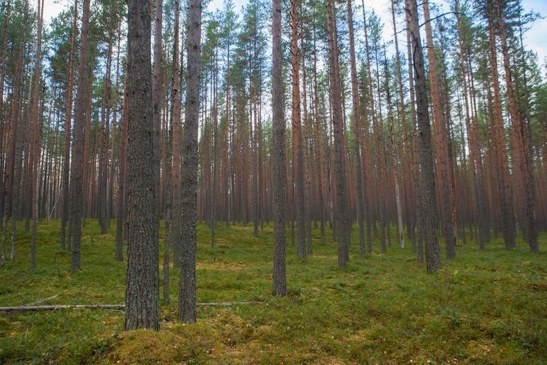 Спасен на десятилетия. Сунский бор включен в леса высокой природоохранной ценности