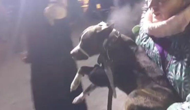 Из-под завалов в Магнитогорске спасли собаку и шесть кошек