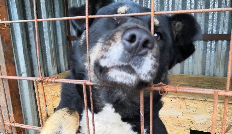 В Петрозаводске вновь объявлен отлов безнадзорных собак