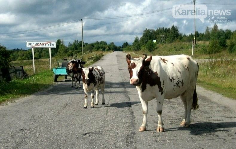 В Заонежье будет организован цивилизованный вывоз мусора