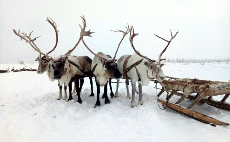 Метель, барин, может не поедем? Прогноз погоды на 21 февраля