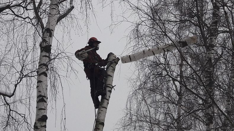 К лету в Петрозаводске снесут более 100 опасных деревьев