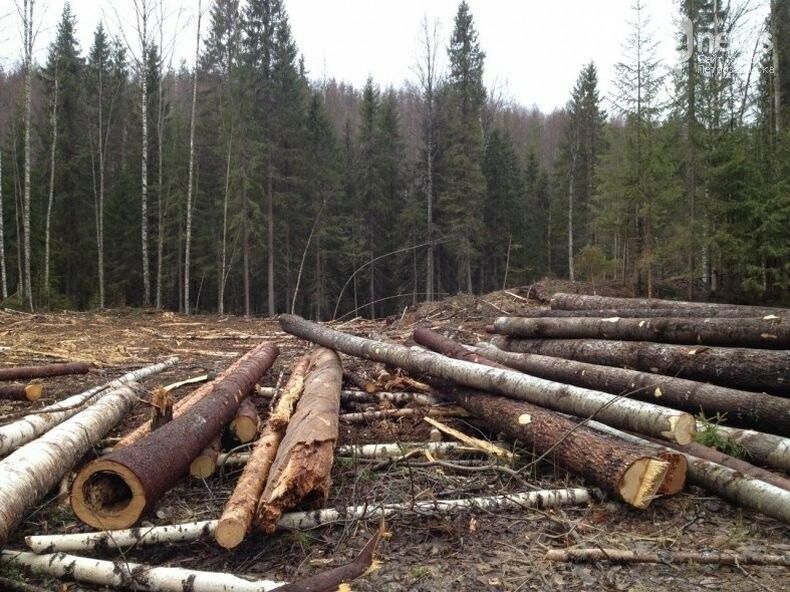 Не все то валежник, что валяется. В Минприроды Карелии разъяснили нюансы