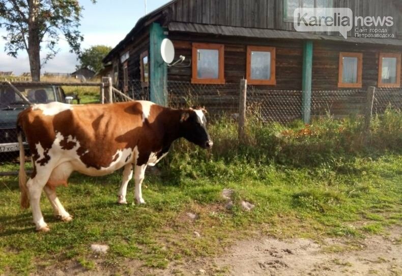Многодетные семьи Карелии смогут приобрести корову