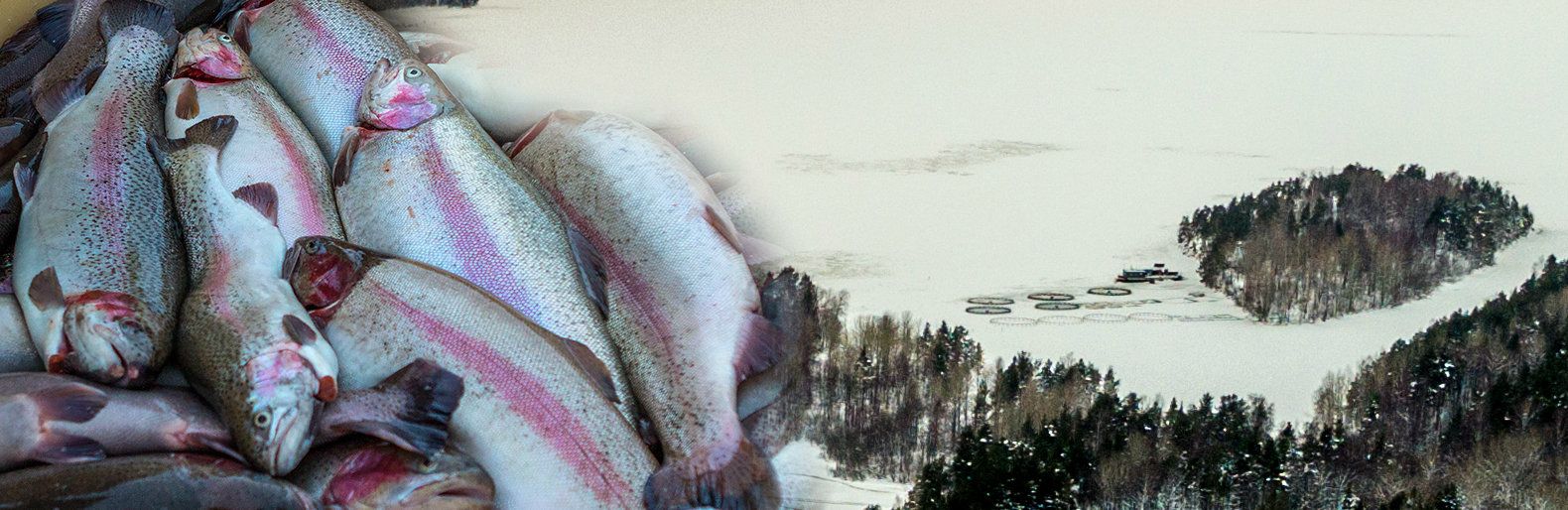 Три правды про золотую рыбку. Часть 3. Что скрывают форелеводы