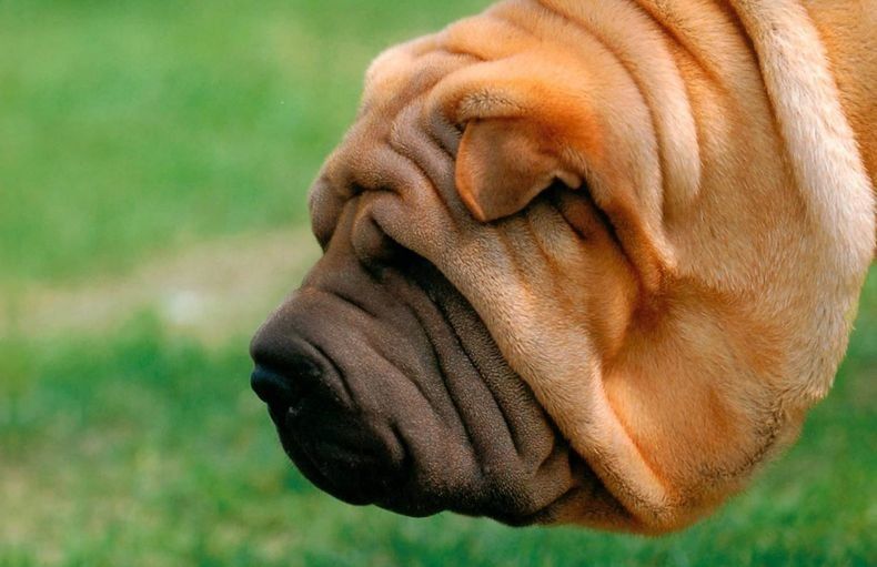 Потенциально опасные владельцы. Список опасных пород собак сокращен с 69 до 13