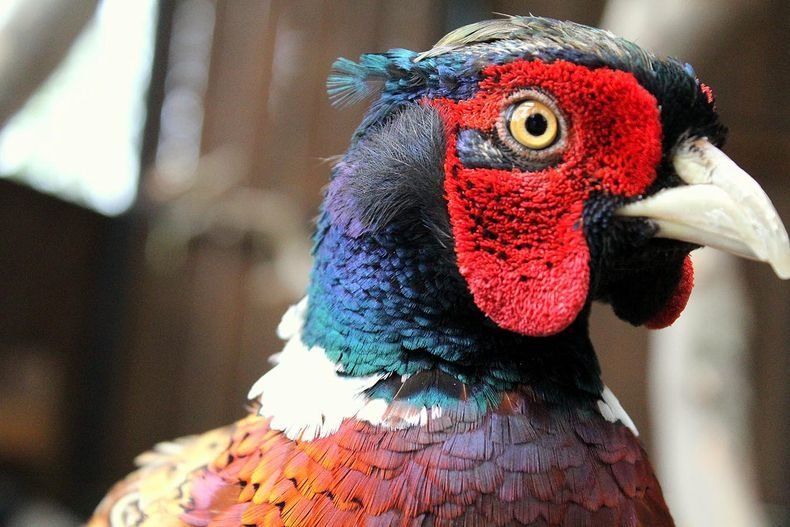 В зоопарке «Зоолесье» в Петрозаводске обнаружено опасное заболевание