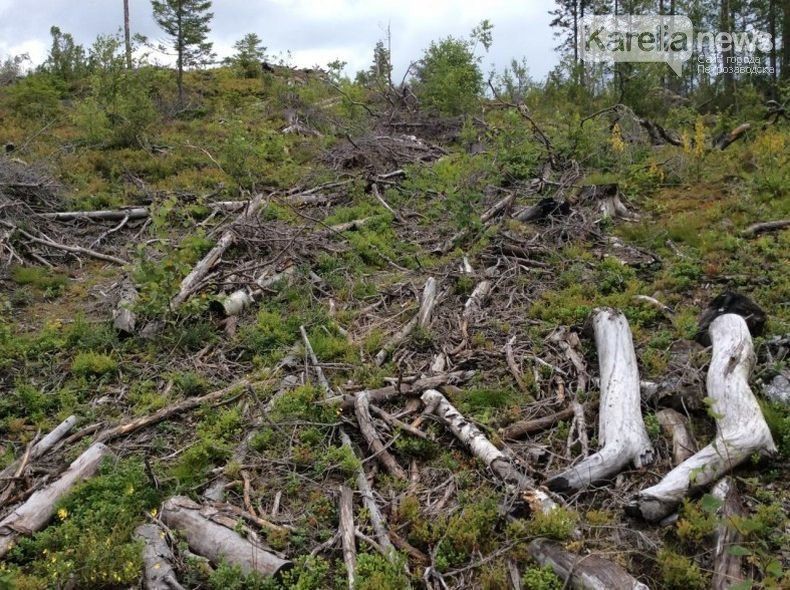 Штрафа не избежать. Нашли валежник, который на самом деле не валежник