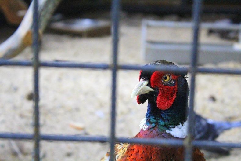 «Я плакал, когда их убивали». Зоопарк «Зоолесье» возобновил работу после скандала с фазаном