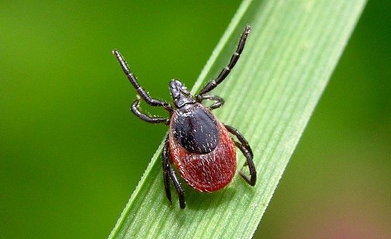 Первые укусы клещей зафиксированы в Карелии
