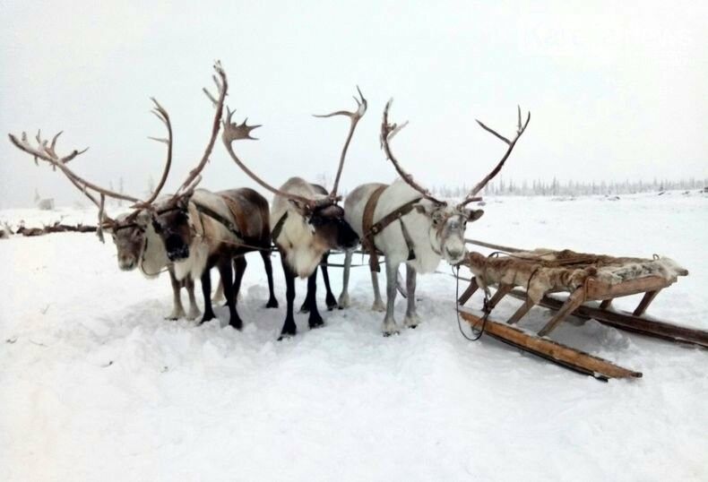 Еще три района Карелии могут войти в Арктическую зону