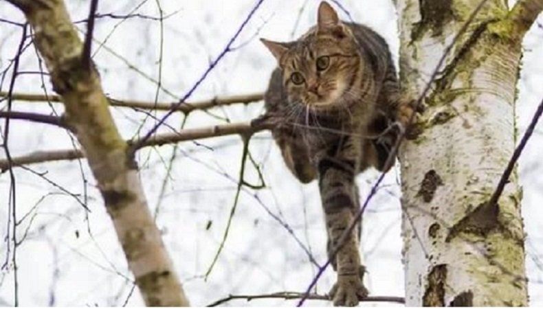 Кот в Карелии 5 суток просидел без еды и воды на высоком дереве