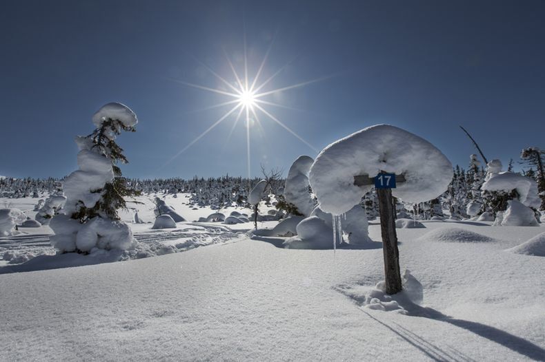 Преференции для бизнеса. Что еще даст карельским районам статус Арктической зоны