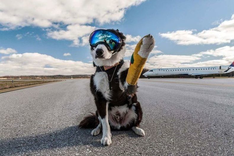 Авиакомпания «Победа» намерена наказать аэропорт Петрозаводска за выбежавшую собаку