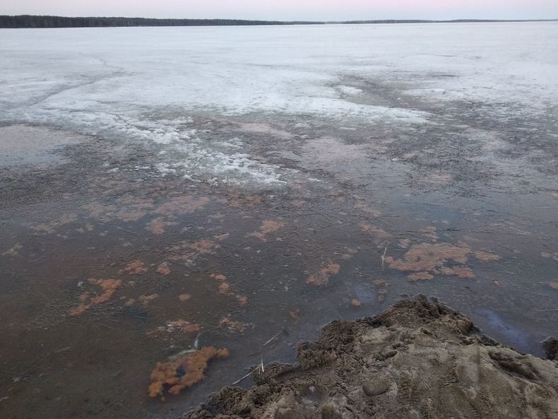 ЧП: побережье Онежского озера в Медвежьегорске превратилось в отстойник фекалий