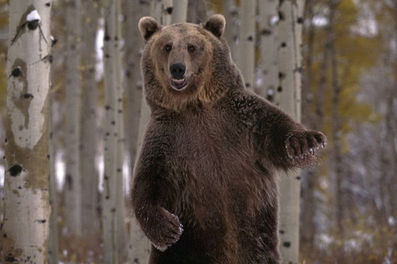 В Петрозаводске бродит медведь. В место, где его видели, отправили охотников