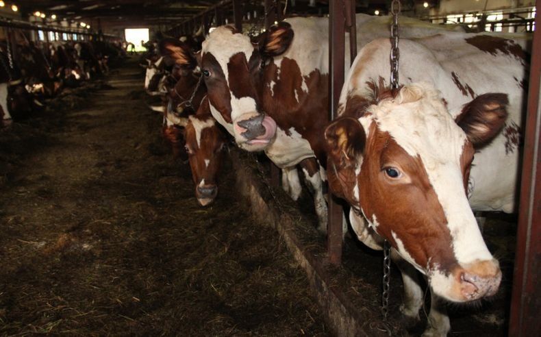 Стало известно, что ждет совхозы в поселках Толвуя и Ведлозере