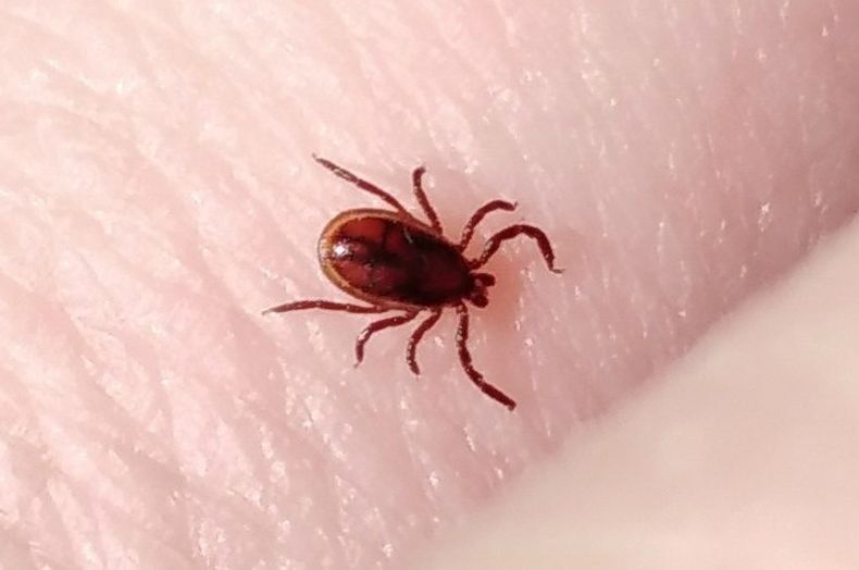 30 человек пострадали от клещей. В Роспотребнадзоре рассказали, где кусают больше всего