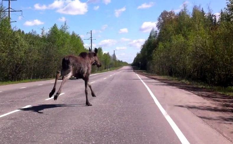 Сразу трех лосей сбили вчера в течение получаса на трассе «Кола»
